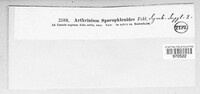 Arthrinium sporophleum image